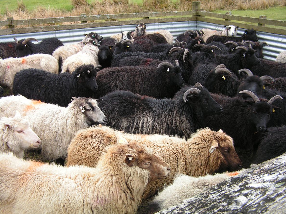 sheep waiting to be clipped