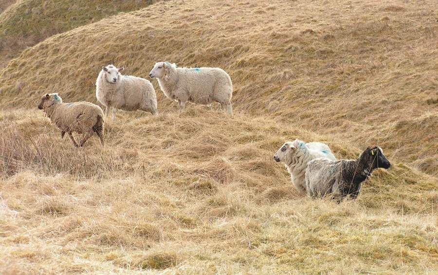 Five sheep out on the hill pasture